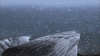 ezgif-4-d2641f83637c.gif