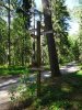 Js forest 2B  DSC06328 (Large).JPG