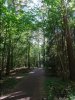 Js forest 3 DSC06329 (Large).JPG