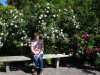 Sigtuna pretty roses inthe churchyard DSC06451.JPG