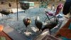 FW POD turkeys 11 2018.jpg