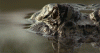 tumblr_mvlc0r5Hsl1r4zr2vo1_500.gif