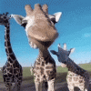 ezgif-4-24859069b3db.gif