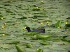 Drottningholm gardens moor hen.jpg
