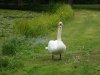 Drottningholm gardens swan.jpg