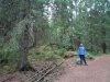 Uppsala forest in rain 1.jpg