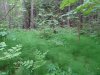 Uppsala forest in rain 3.jpg