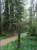 Js forest 5 DSC06332 (Large) (Medium).JPG