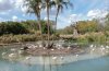 AK_KSafari flamingos 8686.jpg