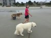 dogs beach.JPG