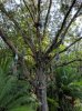 pandoratree.jpg
