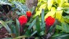 Epcot red flowers.jpg