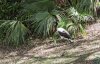 8669-AK fowl 8669.jpg 8669-AK fowl 8669.jpg