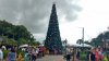 AK 11.2018 tree.jpg