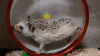 ccc.gif