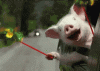 pig.gif