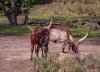 9233-AK_KSafari cattle 9232.jpg