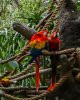 8701-AK DiscIsland macaws 8701.jpg