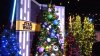 DS 2018 trees.jpg