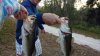fw bass dec 2018.jpg