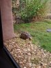 Kidaniturtle.jpg