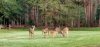 FWoct 2018 deer.jpg