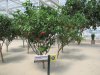 IMG_3337 - Copy.JPG