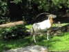 IMG_3452 - Copy.JPG