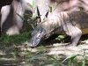 8626-AK reptile 8626.jpg
