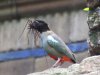 IMG_3491 - Copy.JPG