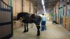 FW POD horse barn APR.jpg