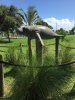 Manatee copy.jpg