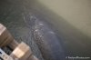 Manatee 3.jpg