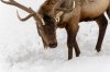 JAX_Elkrefuge2136.jpg