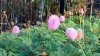 AK pink flower.jpg