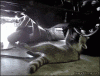 aww.gif