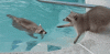 ezgif-4-2386514d91c1.gif