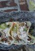 Tacos from truck.jpg