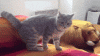 catt.gif