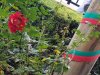 day 3 - luigi flower.jpg