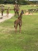 IMG_0546.jpeg