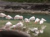 9253-AK_KSafari flamingos 9253.jpg