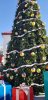 day 7 - santa cruz tree.jpg