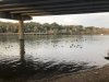 AustinDucks.jpg