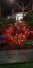 day 7 pier 39 crab topiary.jpg