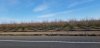 day 8  Calii orchards near sacramento.jpg