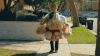 bags.gif