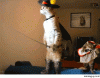 98C52C93-4A30-4023-9551-B4E0EF12A946.gif