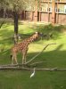 5 - giraffe.JPG