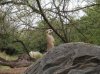 7 - meerkat.JPG